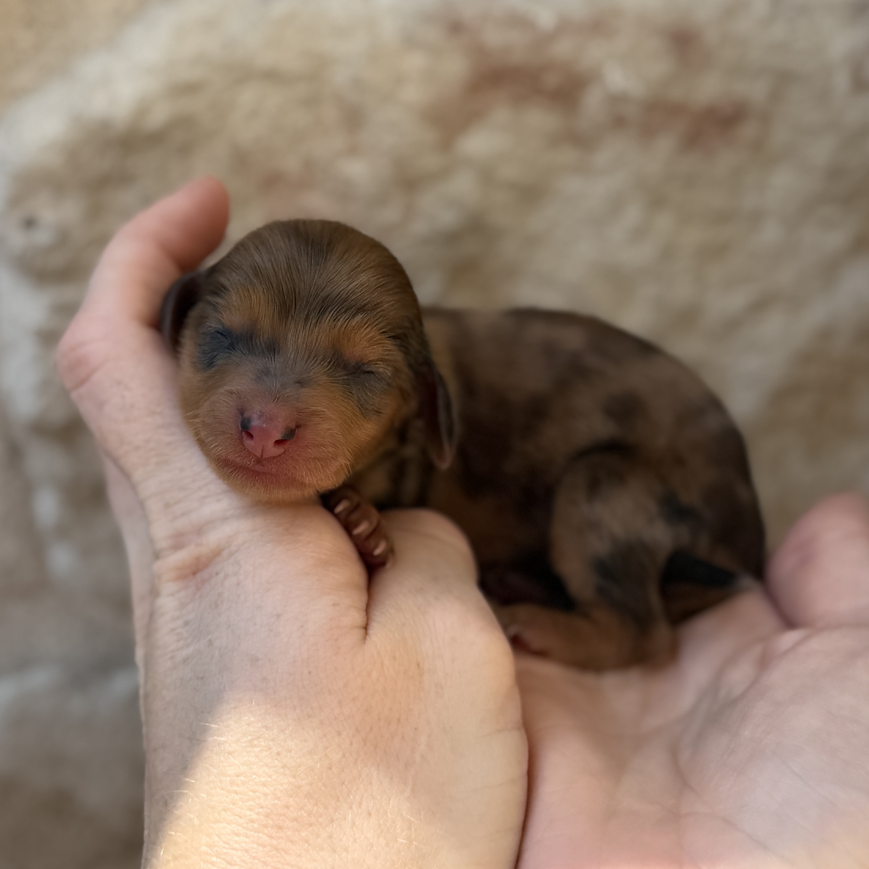 Low Rider, a male Mini Dachshund puppy for sale in Fort Worth, Texas