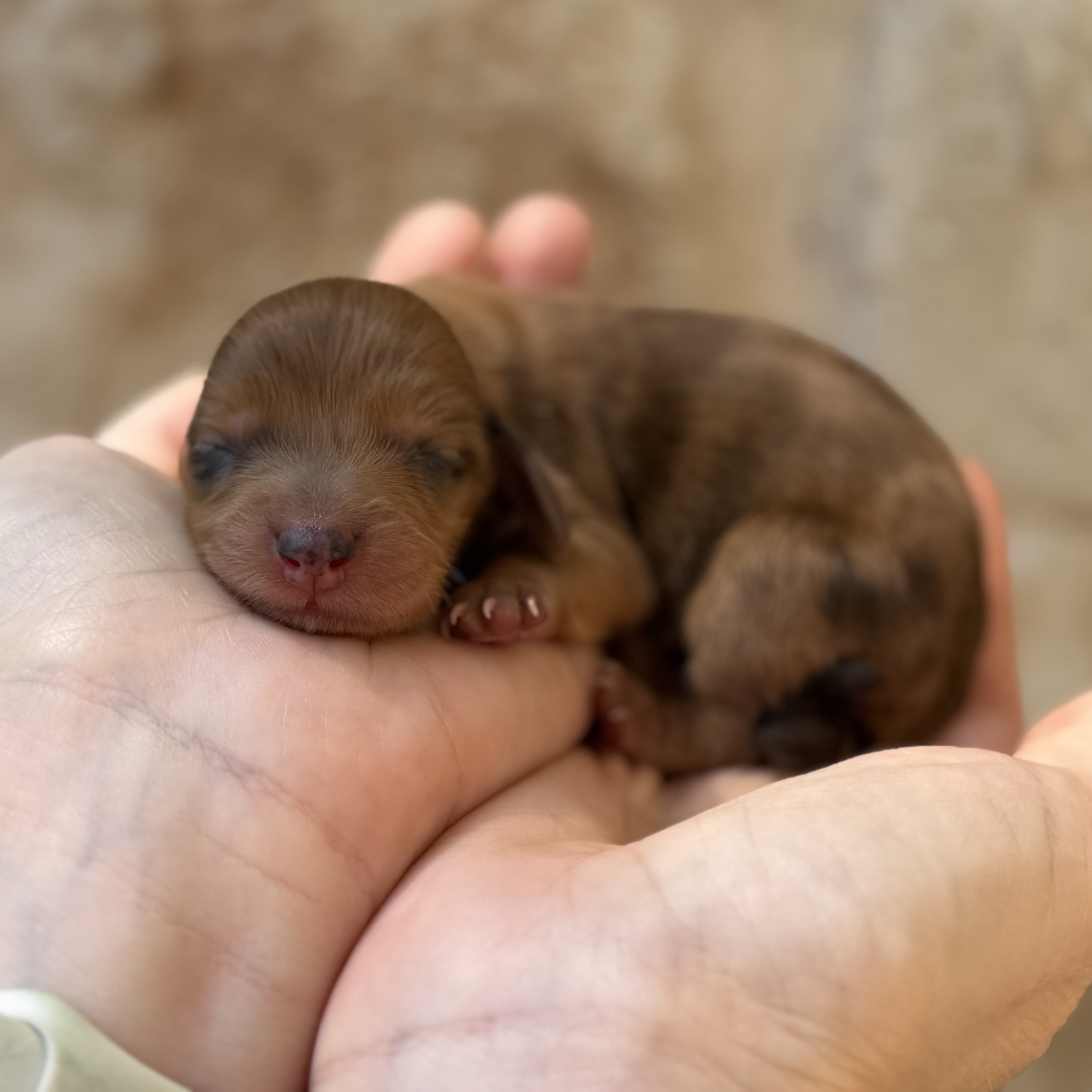 Longfellow, a male Mini Dachshund puppy for sale in Fort Worth, Texas