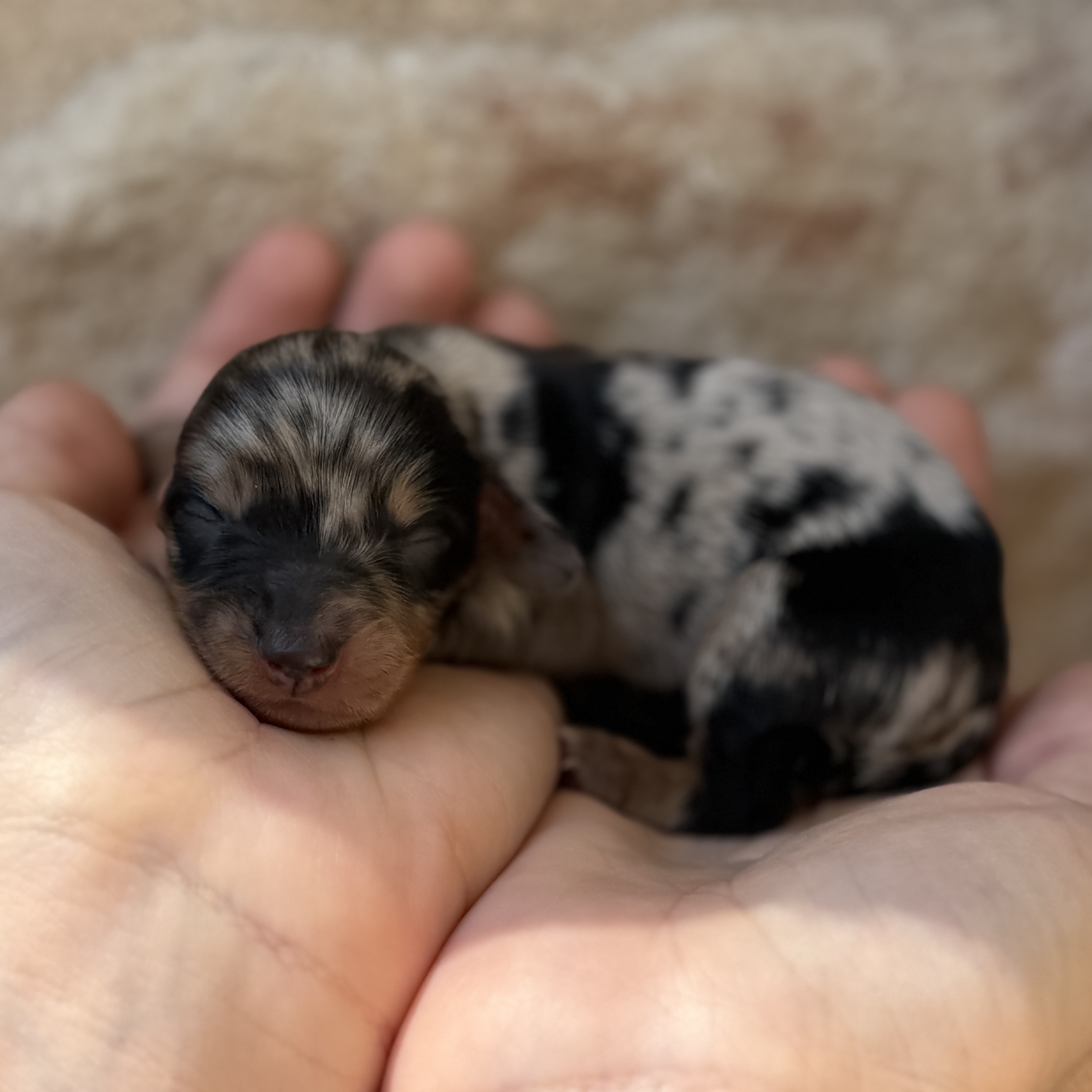 Noodle, a female Mini Dachshund puppy for sale in Fort Worth, Texas