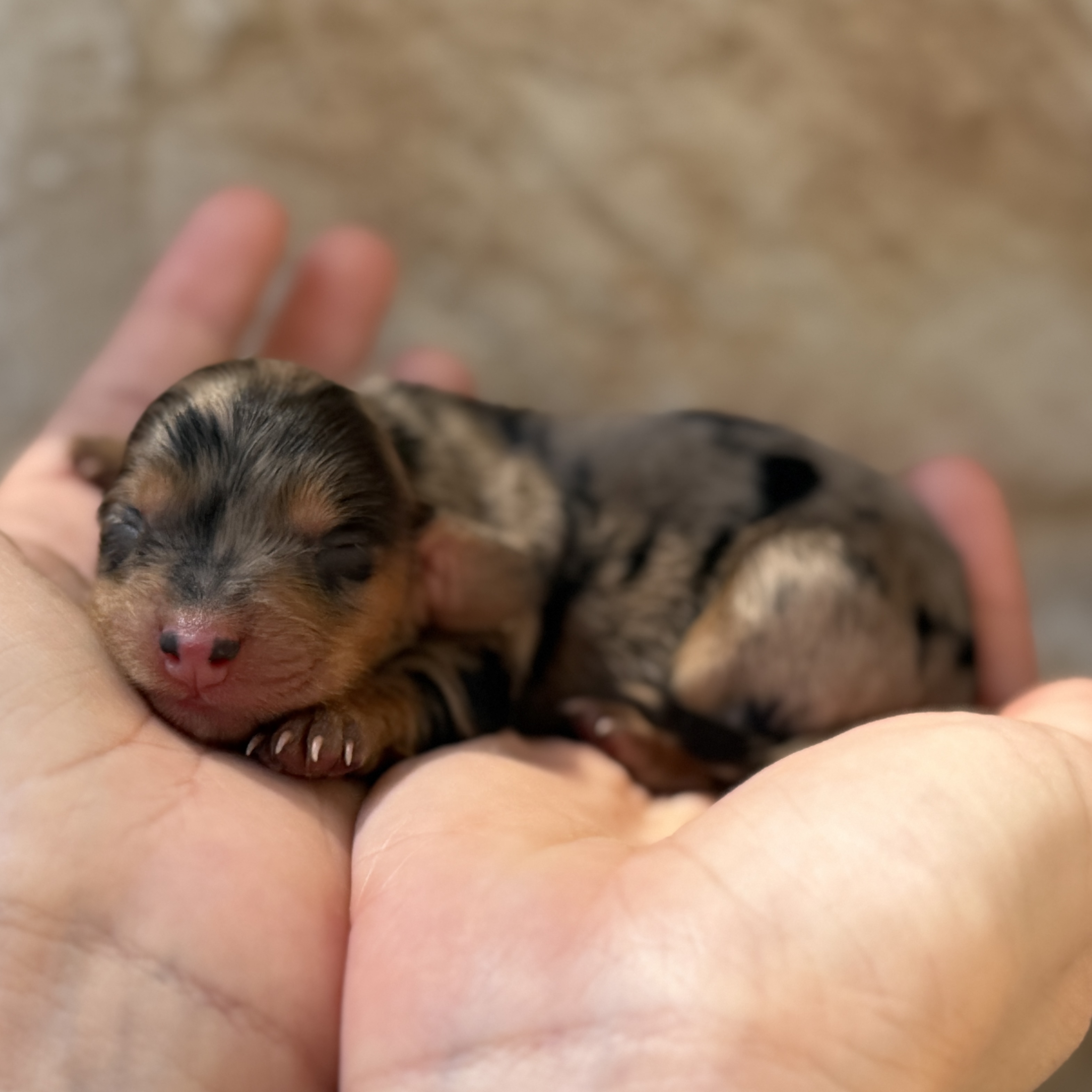 Tater Tot, a female Mini Dachshund puppy for sale in Fort Worth, Texas