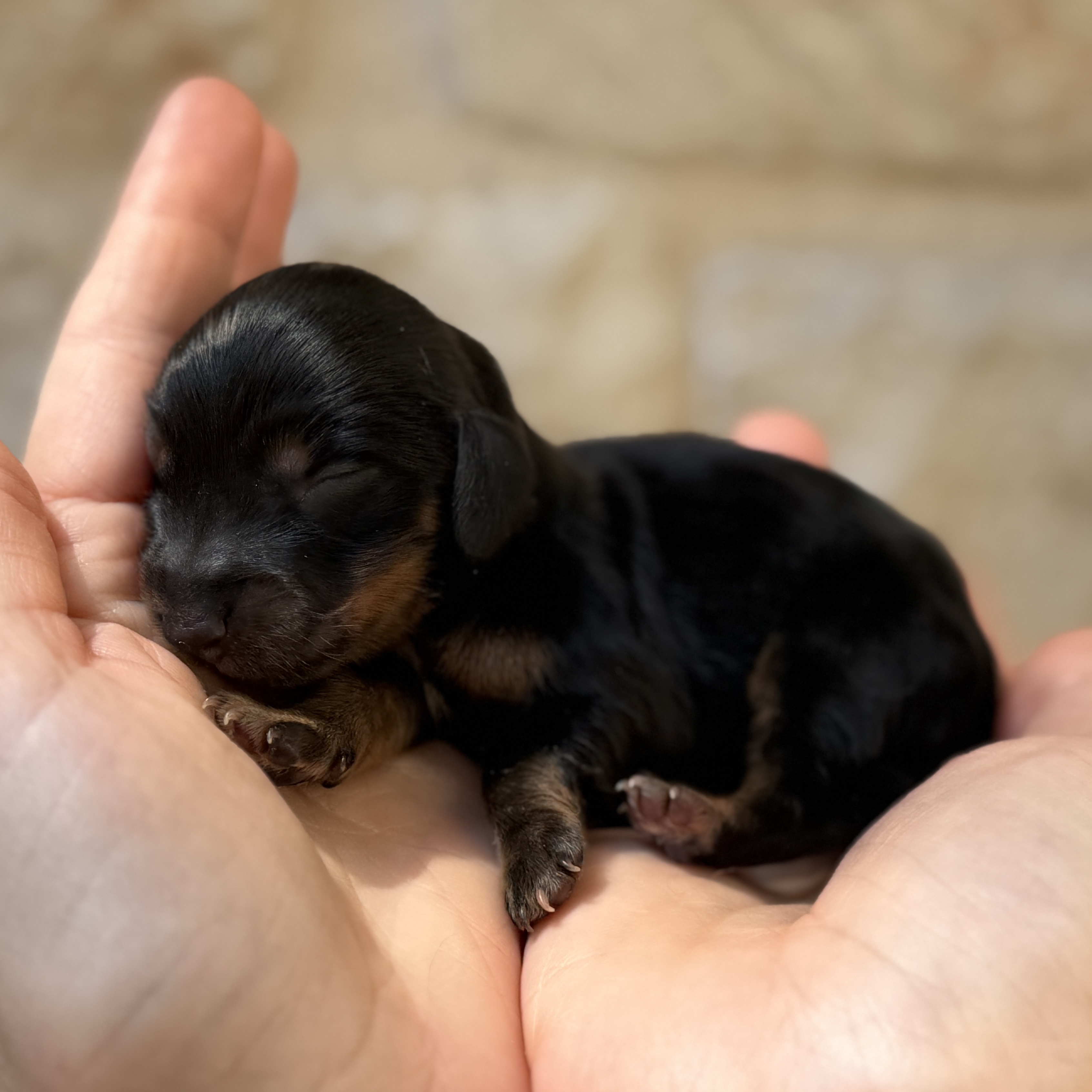 Pickles, a female Mini Dachshund puppy for sale in Fort Worth, Texas