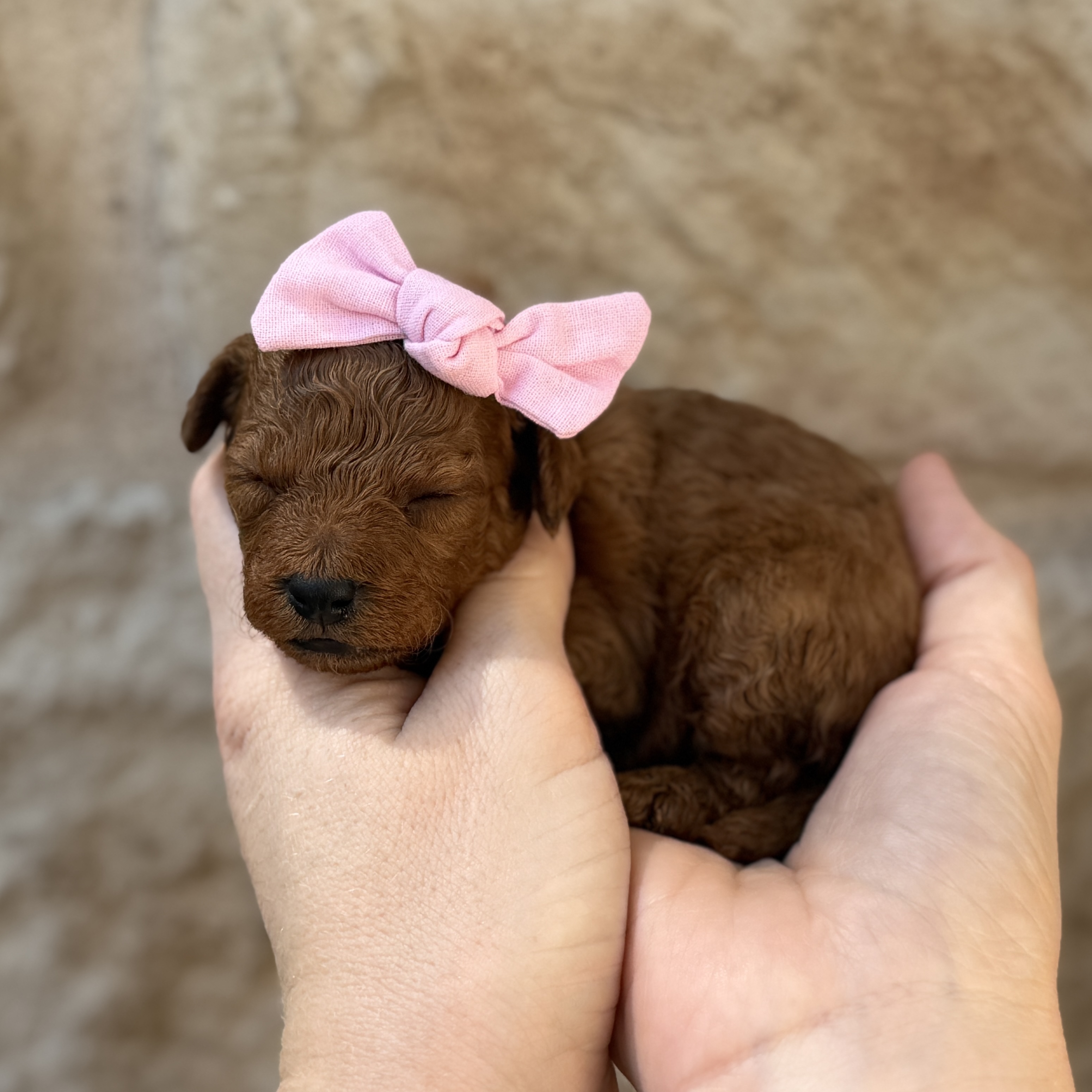 Chloe, a female Micro Mini Golden Doodle puppy for sale in Fort Worth, Texas