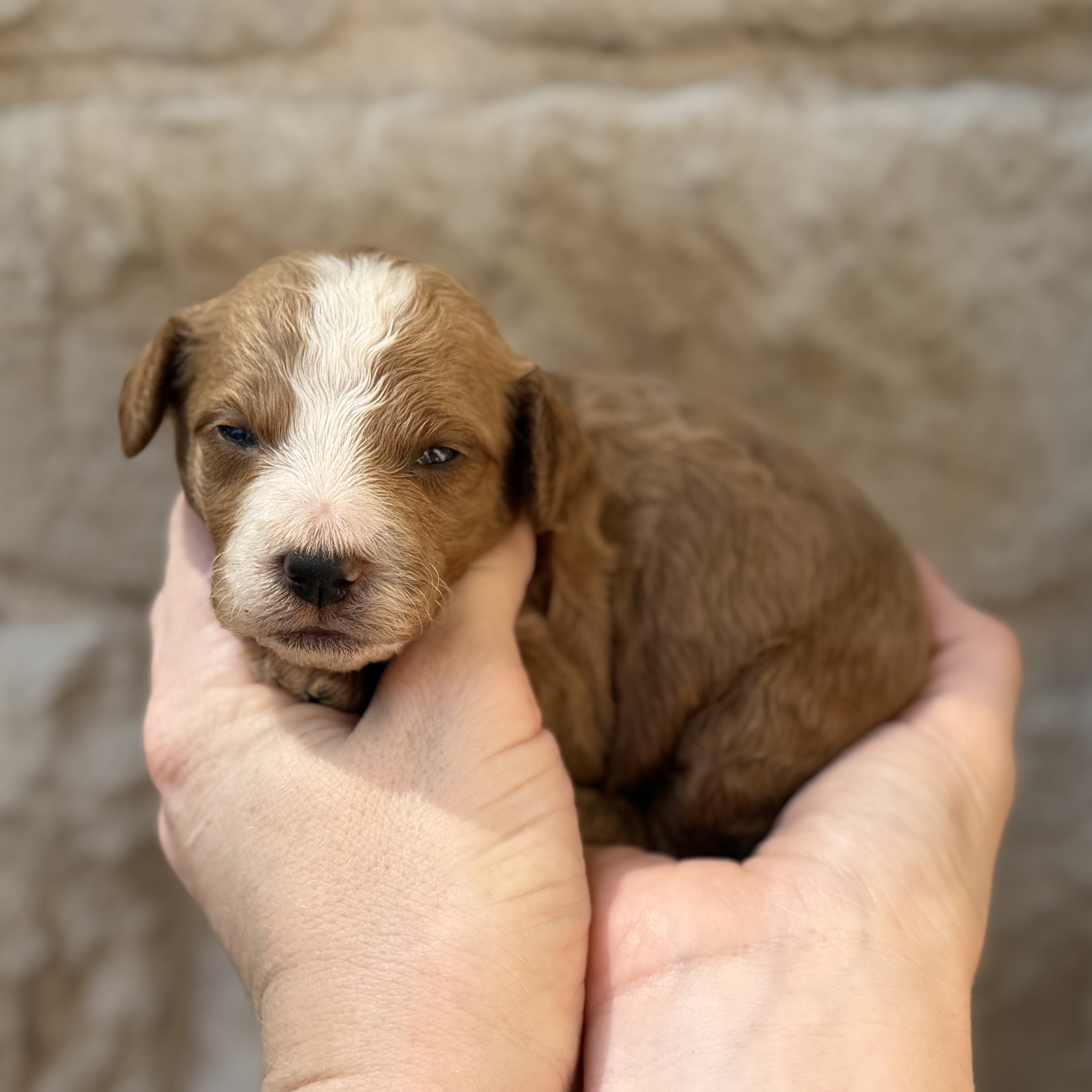 Callen, a male Micro Mini Golden Doodle puppy for sale in Fort Worth, Texas