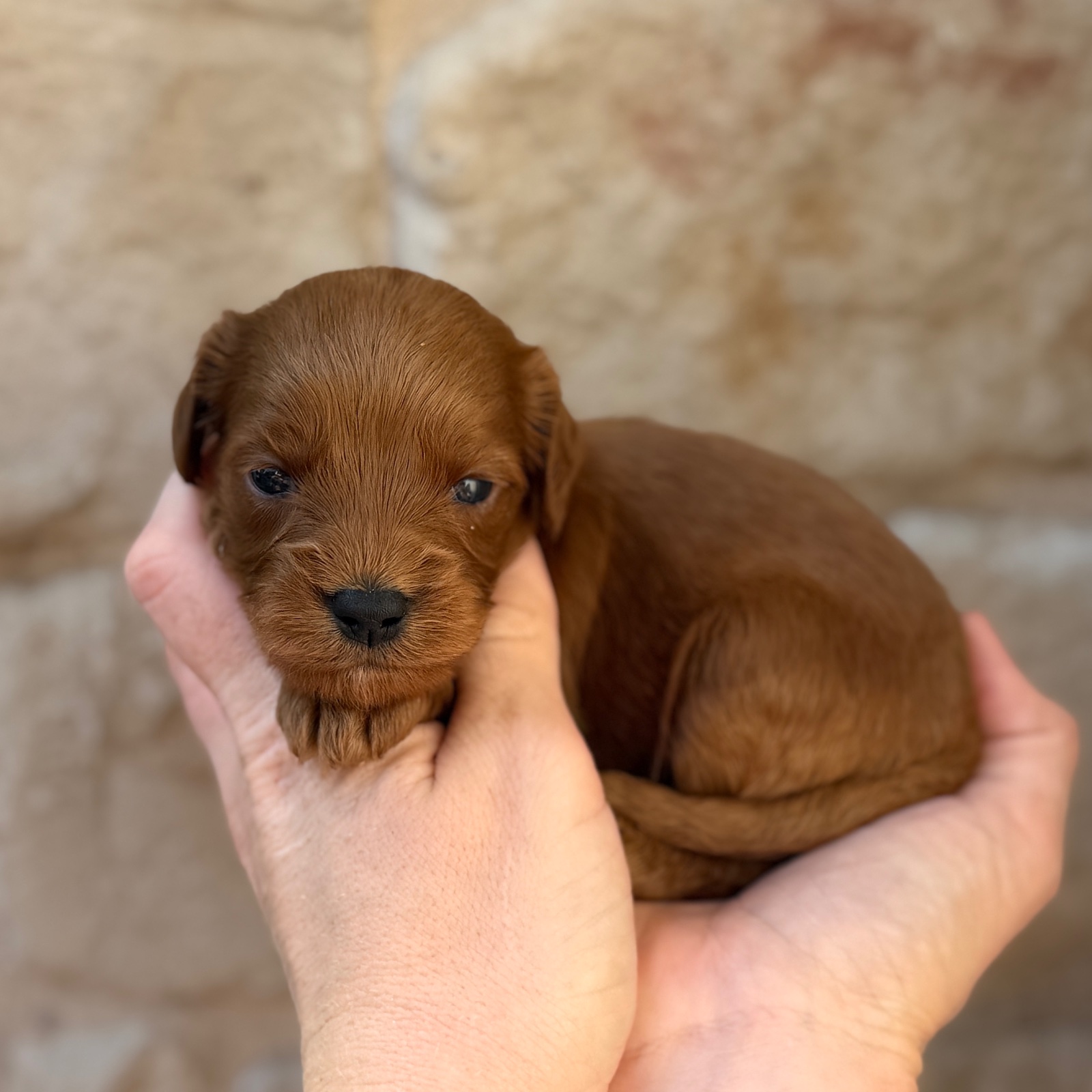 Dallas, a male Cavapoo puppy for sale in Fort Worth, Texas