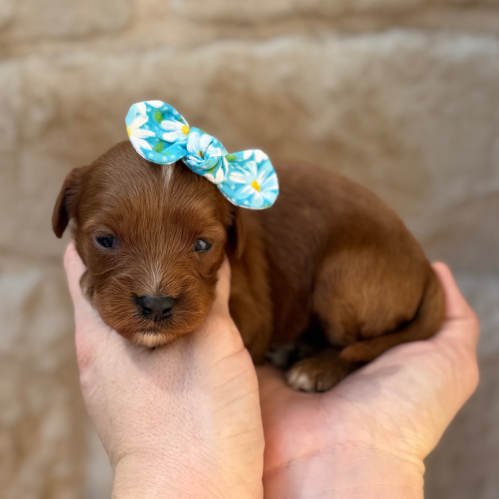 Delilah , a female Cavapoo puppy for sale in Fort Worth, Texas