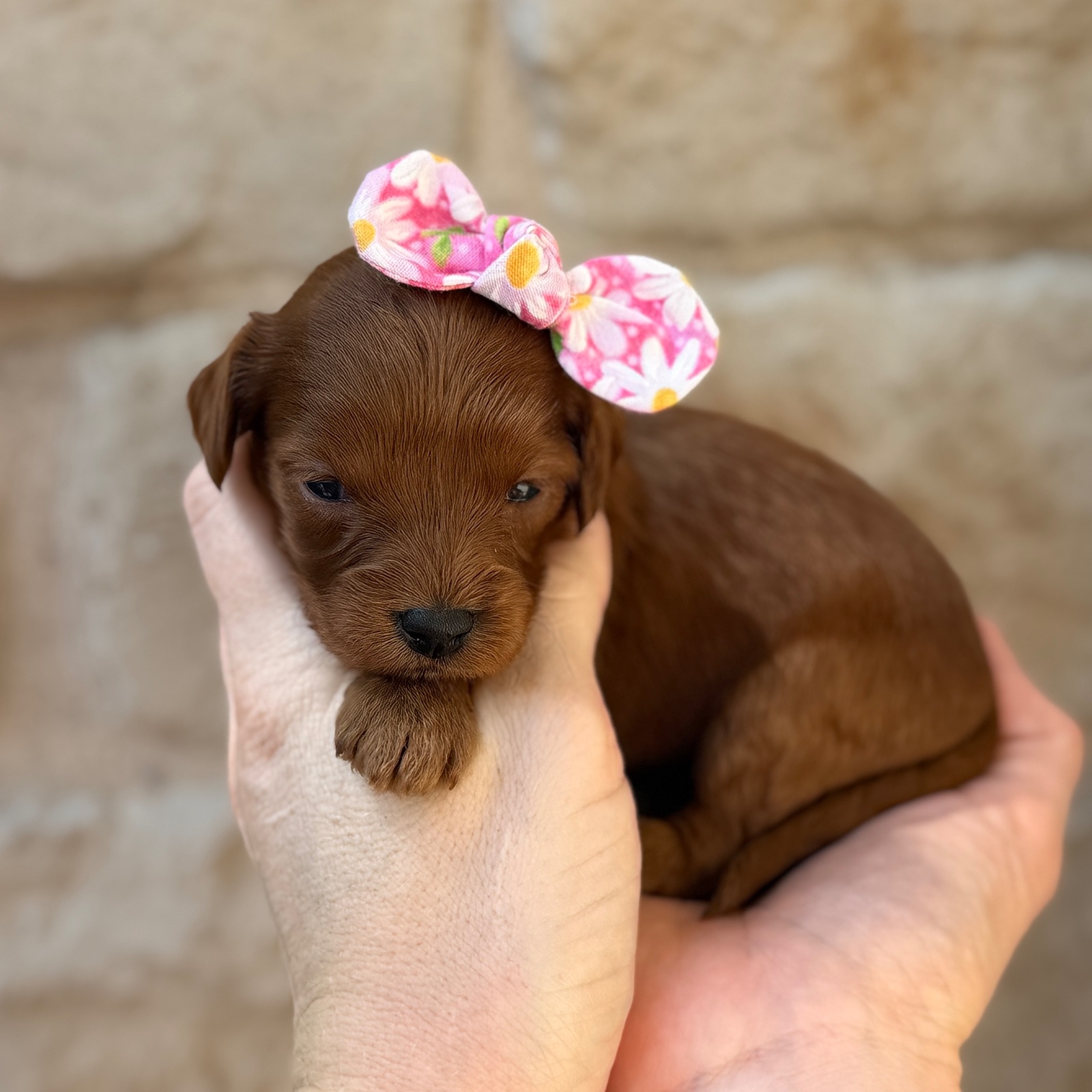Daisy, a female Cavapoo puppy for sale in Fort Worth, Texas