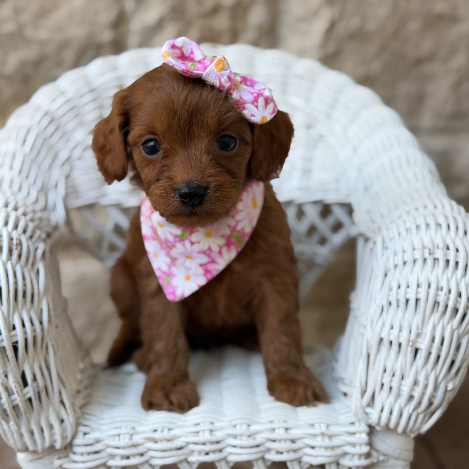 Daisy, a female Cavapoo puppy for sale in Fort Worth, Texas