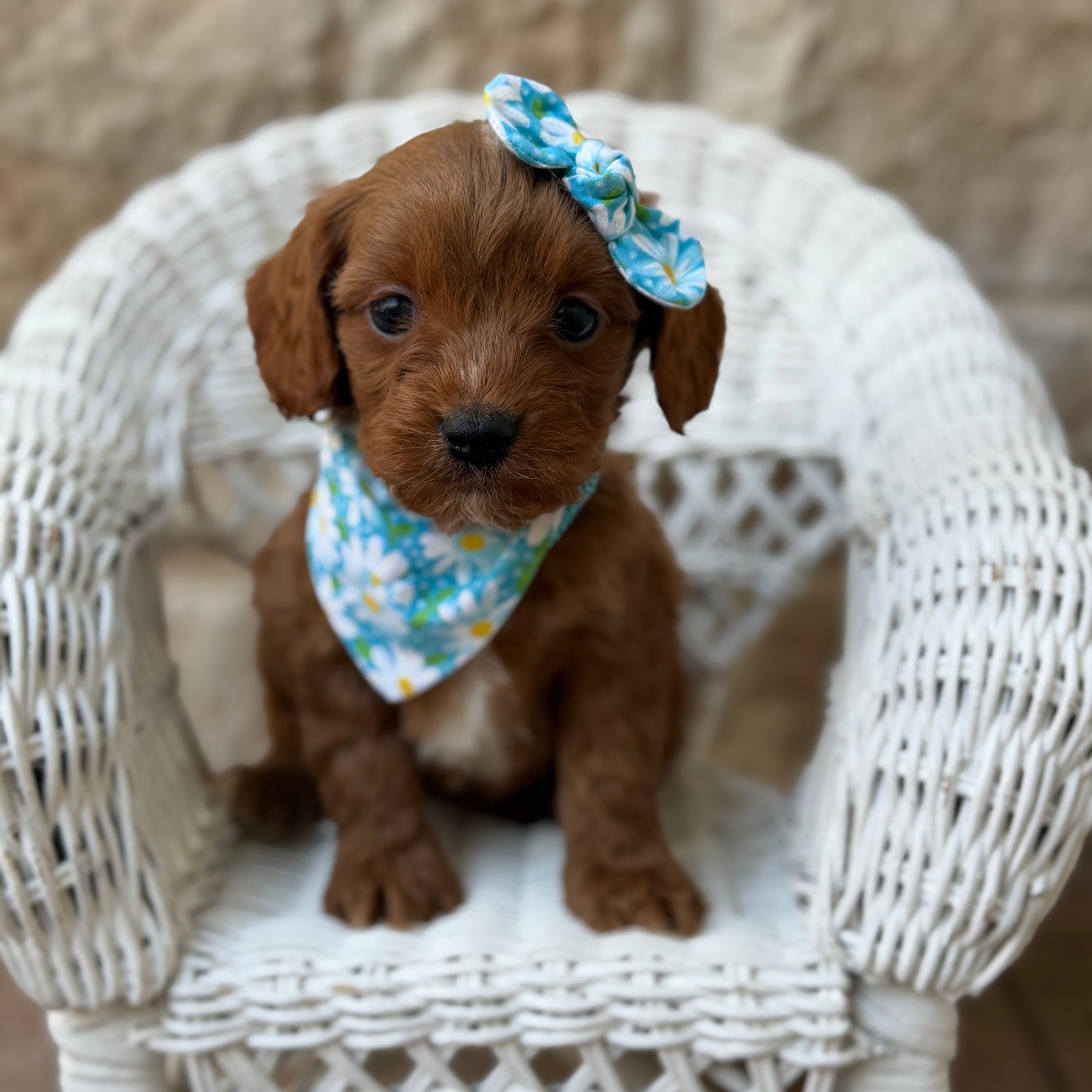 Delilah , a female Cavapoo puppy for sale in Fort Worth, Texas