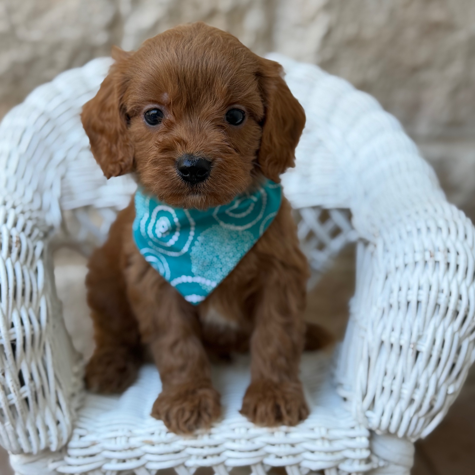 Dallas, a male Cavapoo puppy for sale in Fort Worth, Texas