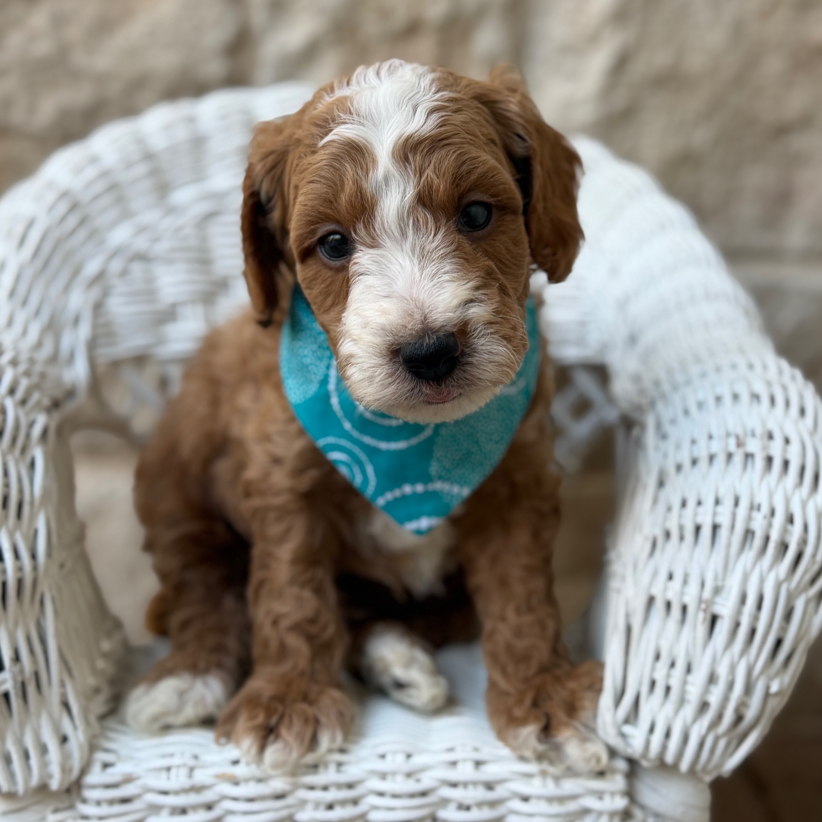 Callen, a male Micro Mini Golden Doodle puppy for sale in Fort Worth, Texas
