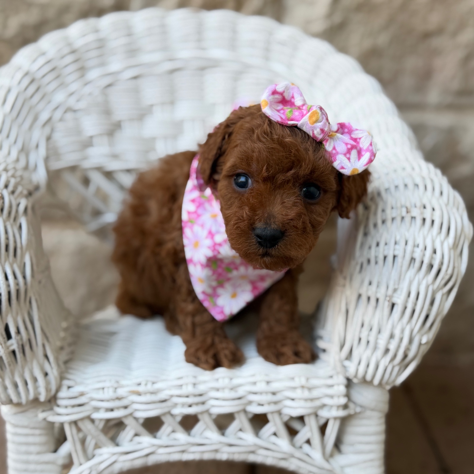 Chloe, a female Micro Mini Golden Doodle puppy for sale in Fort Worth, Texas