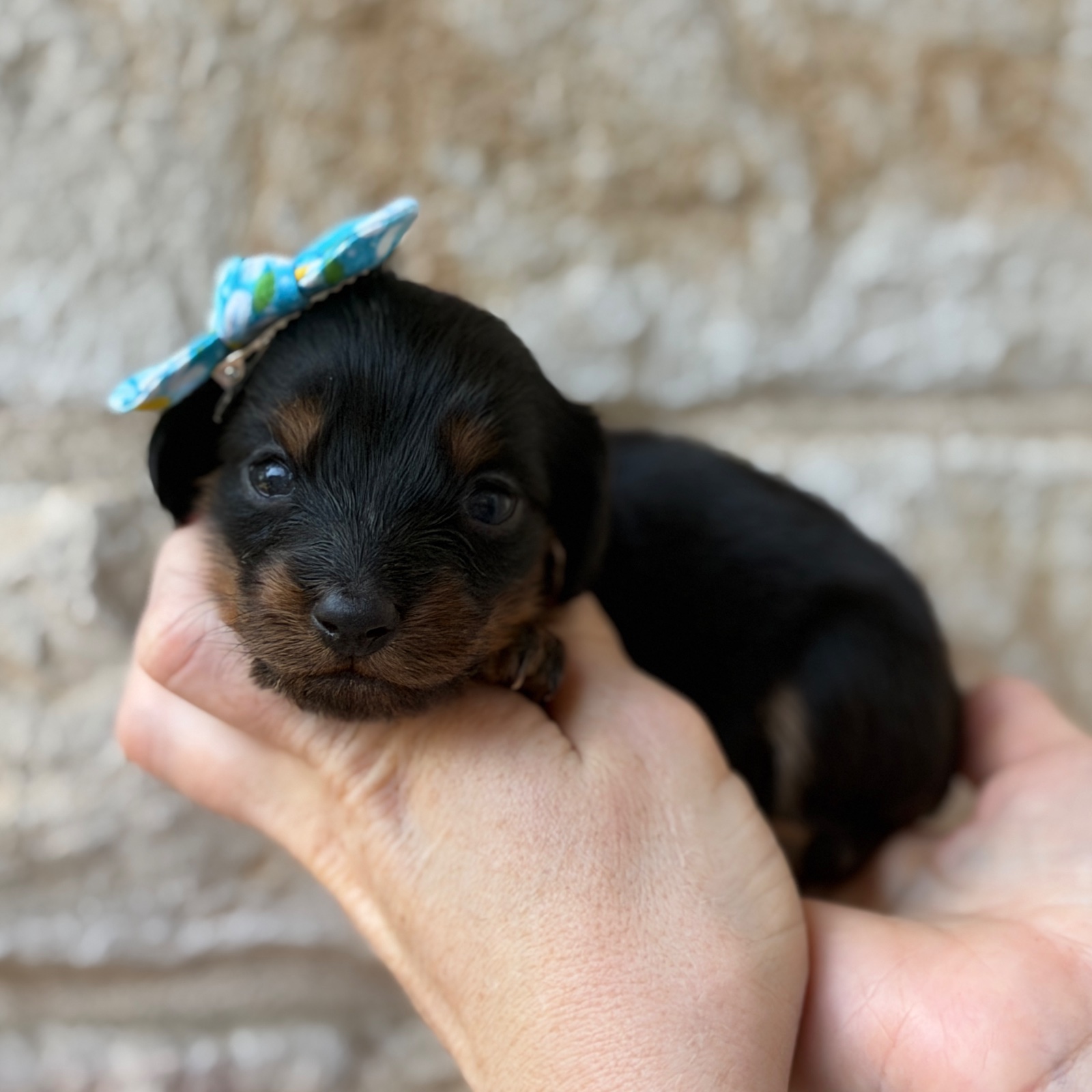 Pickles, a female Mini Dachshund puppy for sale in Fort Worth, Texas