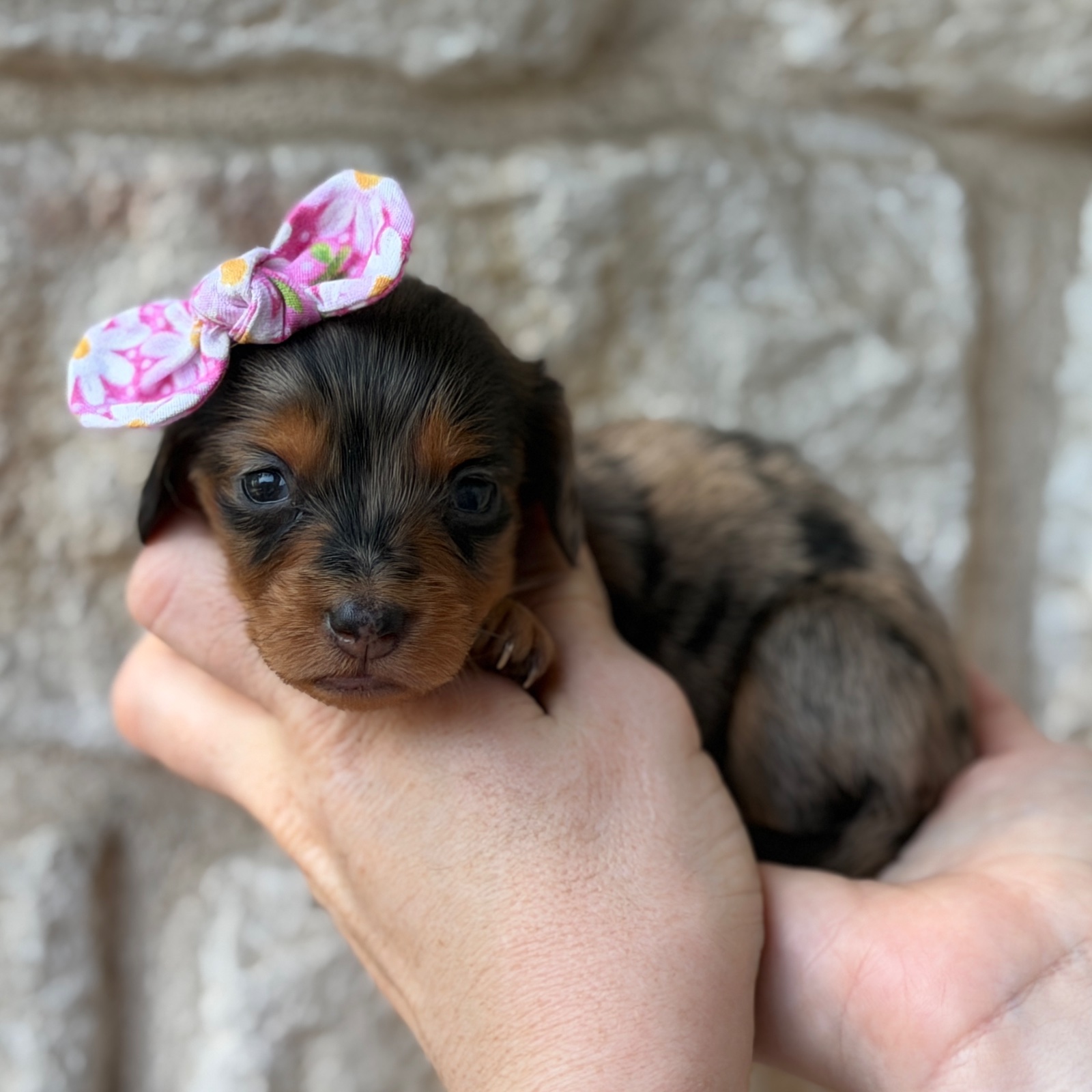 Tater Tot, a female Mini Dachshund puppy for sale in Fort Worth, Texas