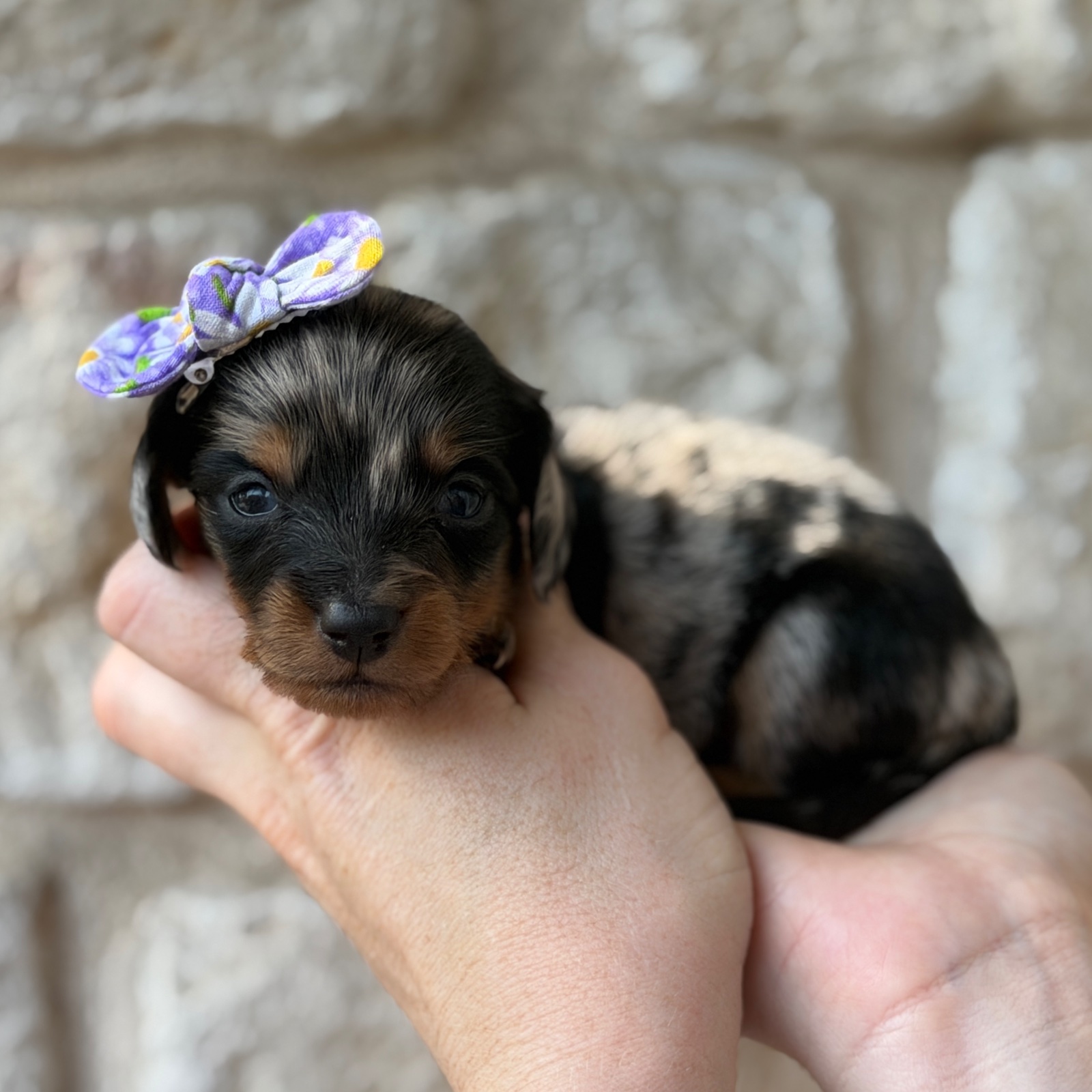 Noodle, a female Mini Dachshund puppy for sale in Fort Worth, Texas