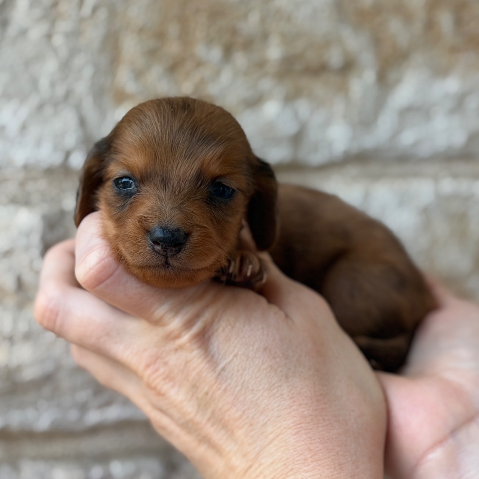 Low Rider, a male Mini Dachshund puppy for sale in Fort Worth, Texas