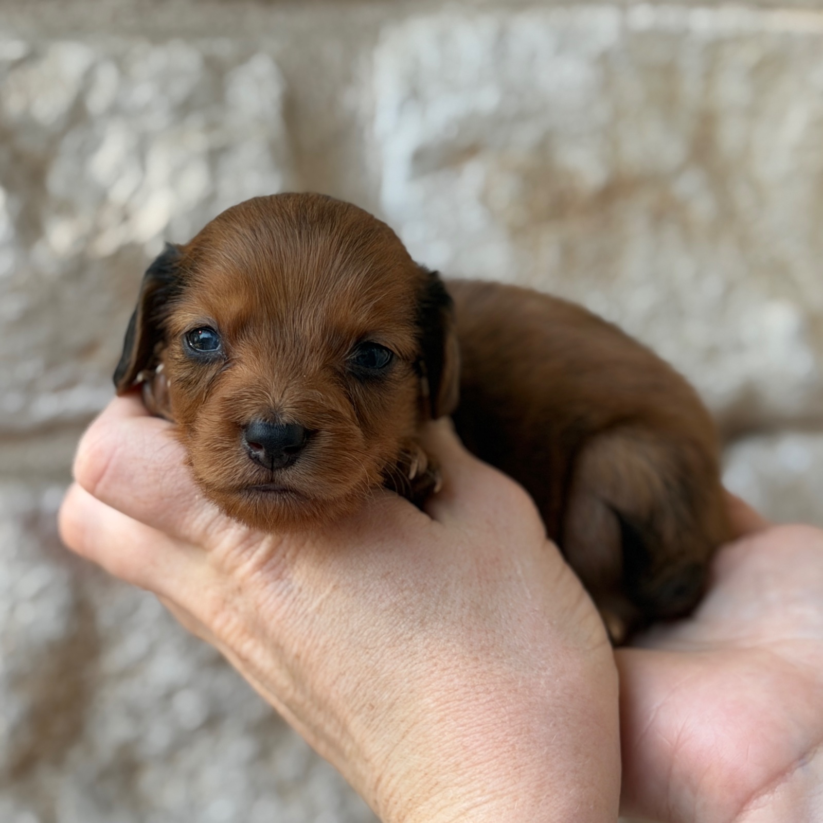 Longfellow, a male Mini Dachshund puppy for sale in Fort Worth, Texas