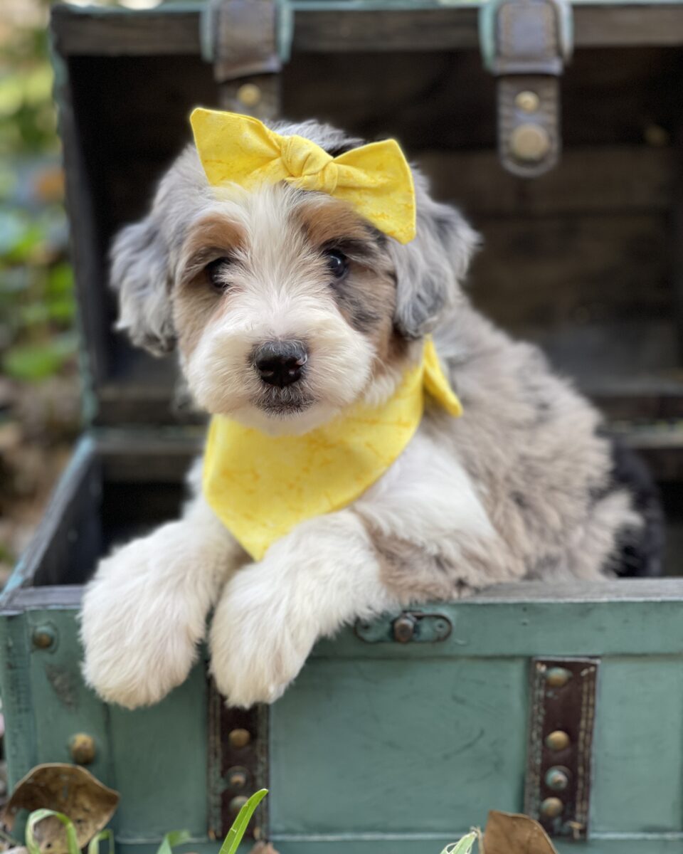 Aussiedoodle puppy with a yellow bow