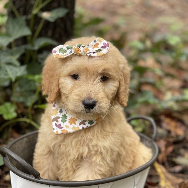 Goldendoodle puppy sitting in a basket