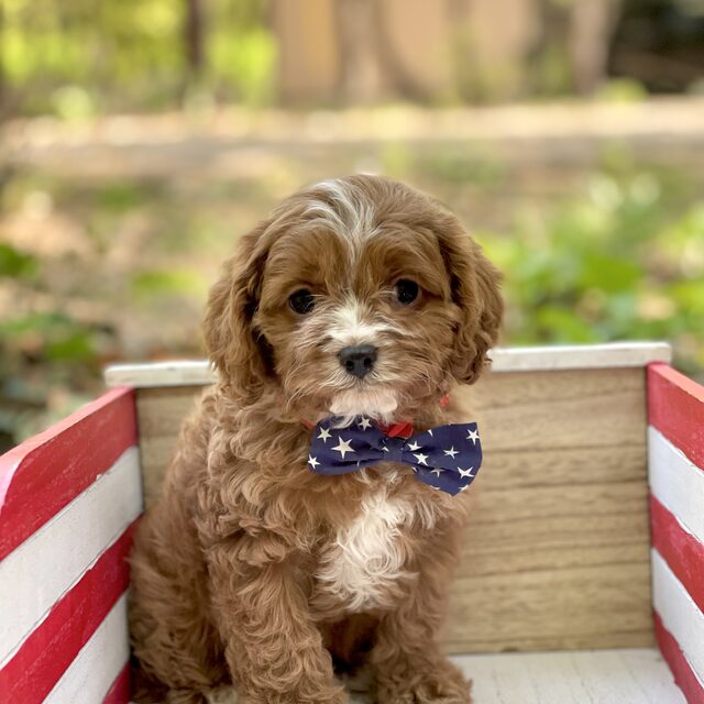 Cavapoo puppy wearing a bow tie