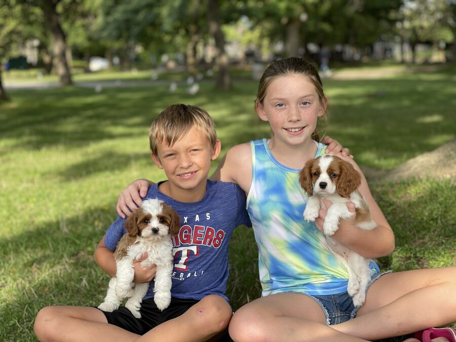 Two kids in the park holding Cavalier puppies