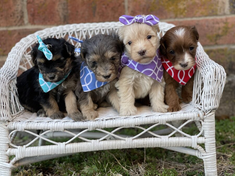 A bench full of doodle puppies wearing bandanas
