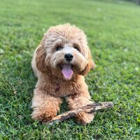 Baker, an F1B Cavapoo, lying in the grass with a stick