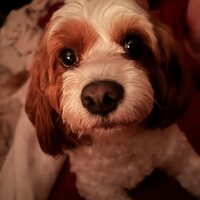 Daisy Lou, a Blenheim Cavapoo, looking up at the camera