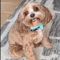 Honey, a Cavapoo, sitting on a rug wearing a blue polka-dot bandana